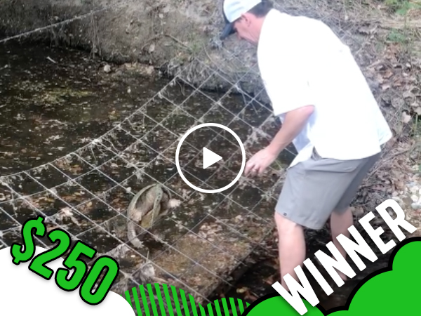 Man rescues giant snapping turtle from net (Video)