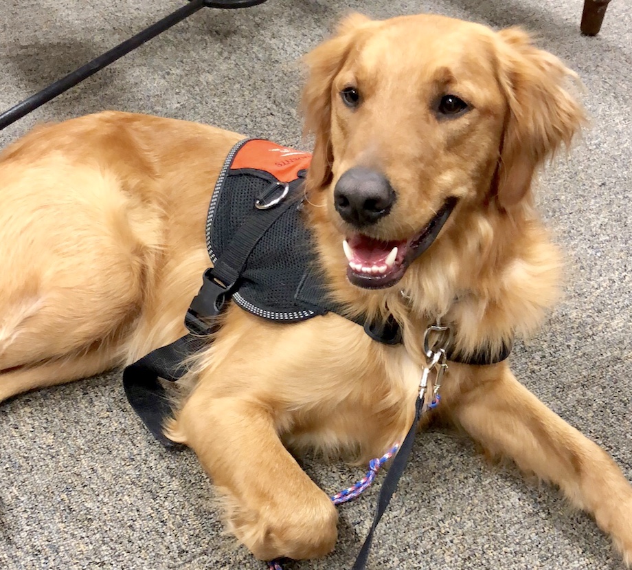 Chive Charities grants service dog to Iowa veteran with PTSD