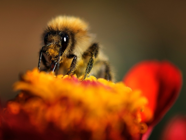 Bee facts that are A+ intere-sting!