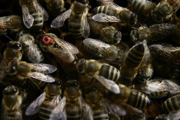 Bee facts that are A+ intere-sting!