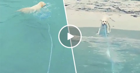Strong dog pulls boat in from ocean (Video)
