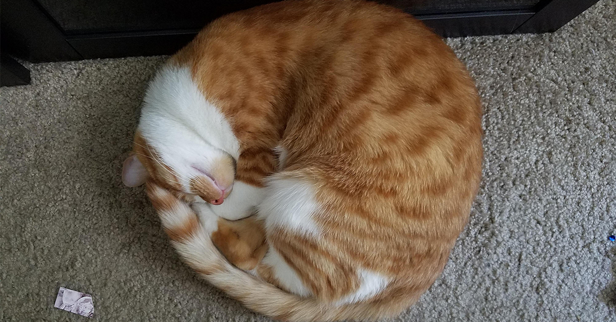 Cats sleeping in perfect circles