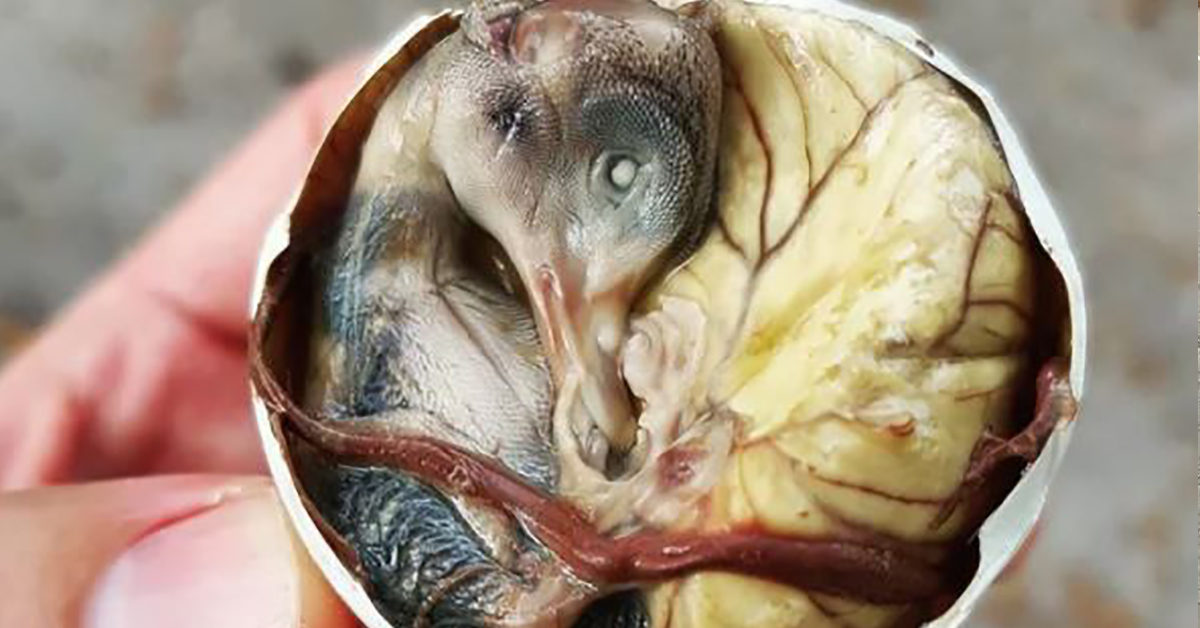 Interesting Foods From Around the Globe That Are Very Weird