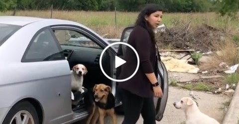 Piece of sh!t abandons a car full of dogs (Video)