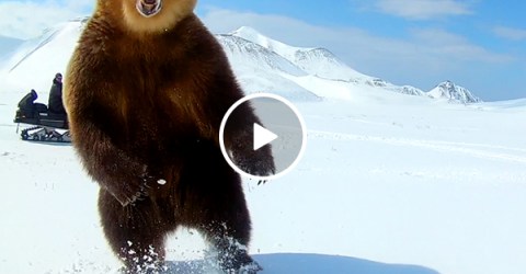 Douchebag Darwin Award Nominees taunt bear, almost pay for it with their lives (Video)