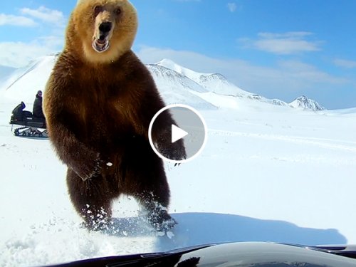 Douchebag Darwin Award Nominees taunt bear, almost pay for it with their lives (Video)