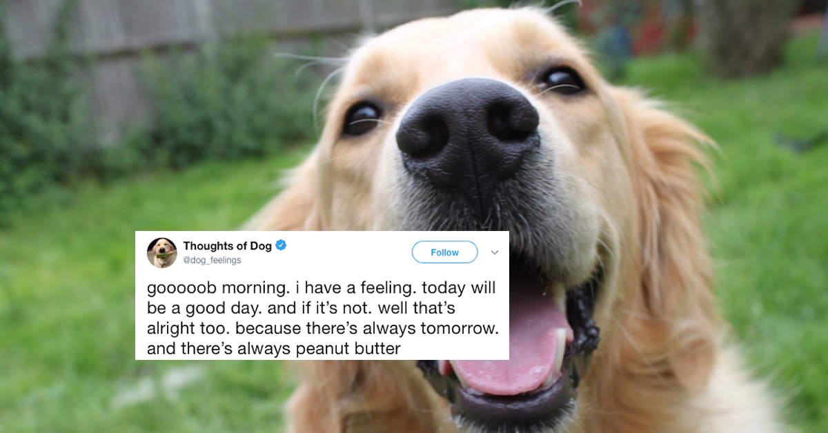 Dog thoughts are the purest of inspirations (31 Photos)