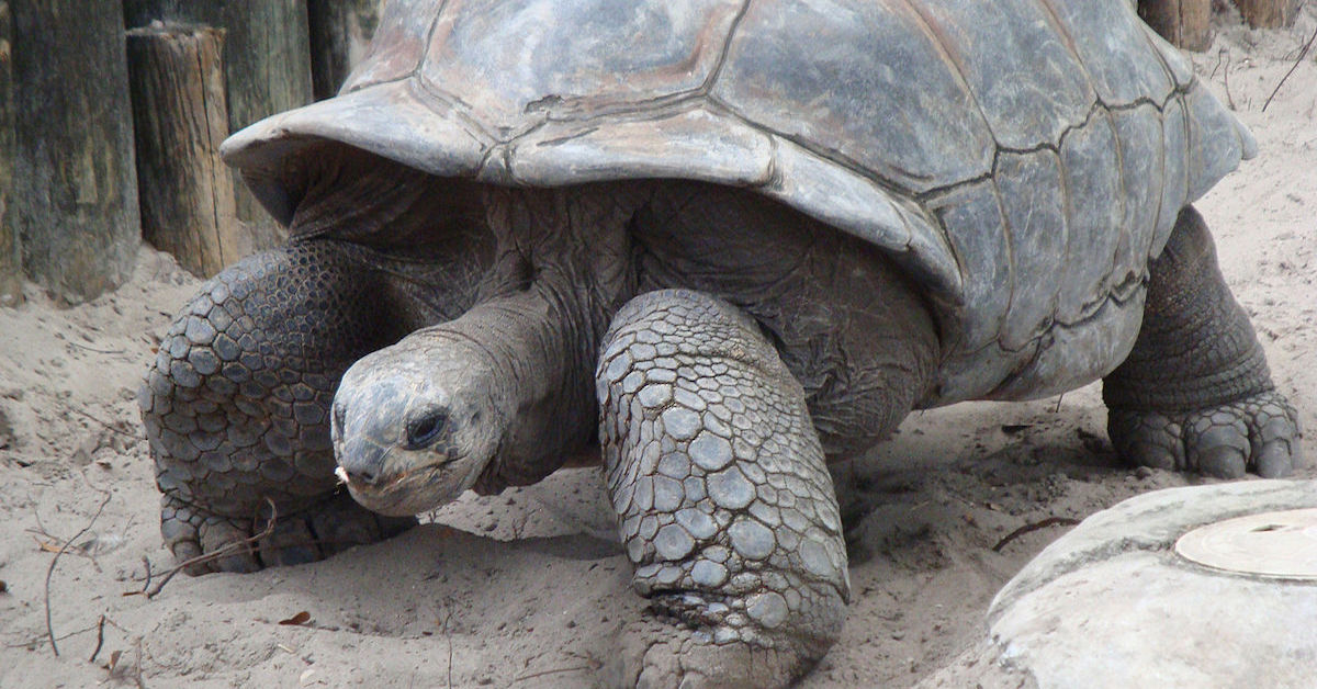 These are/were the oldest living animals on earth (20 Photos)
