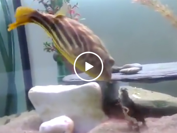 Fish Goes Nuts And Eats A Crab After It Pinched Him