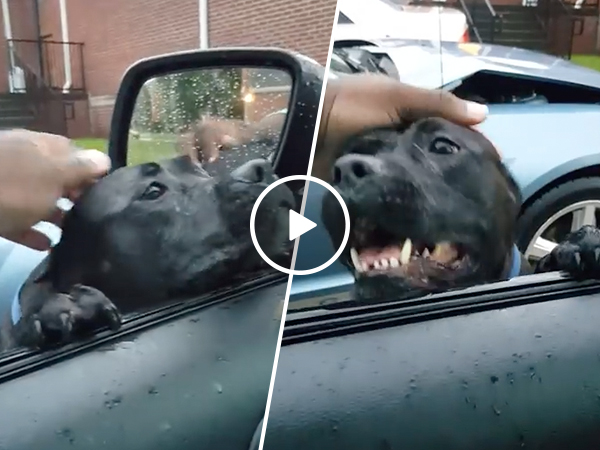 Stray dog climbs into car and finds a new home (Video)