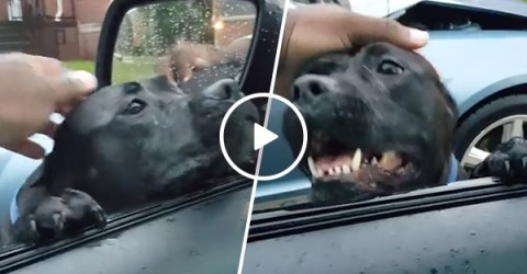 Stray dog climbs into car and finds a new home (Video)