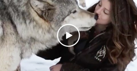 Wolves love on cute woman at rescue center (Video)