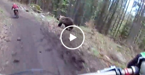 Intense helmet camera footage of bear charging mountain bikers (Video)