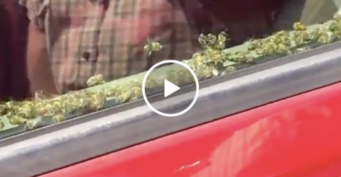 A Guy's Car Gets Filled With Bees and He Didn't Care