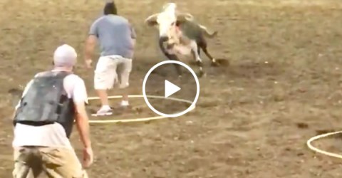 Darwin Award Candidates take on a very, very pissed off bull (Video)