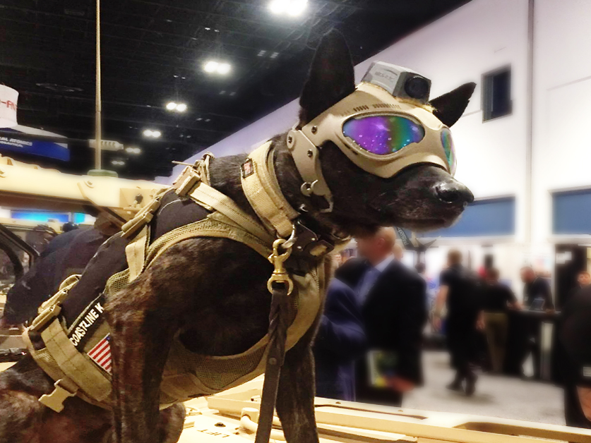 Dog Helmet Protection Military EOD Camera 2018 New Photos theCHIVE