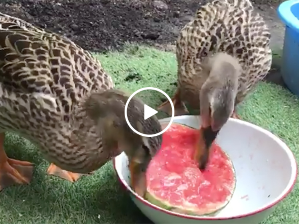 Two Ducks Eat a Watermelon and It is Wildly Satisfying
