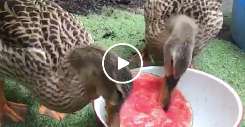 Two Ducks Eat a Watermelon and It is Wildly Satisfying