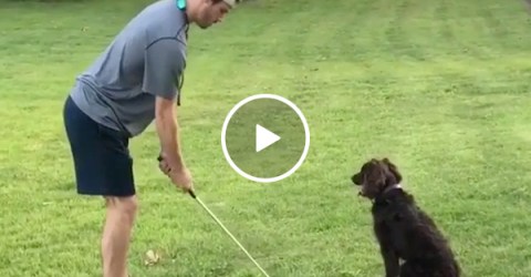 Golf Dog Fetches Ball After Golfer Drives It Like Tiger Woods