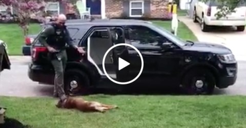 K9 officer refuses to go to work without a belly rub (Video)
