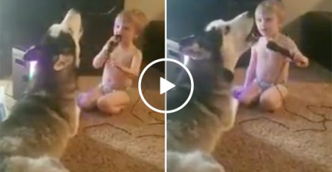 A Toddler And His Dog Rock Out And Sing a Duet