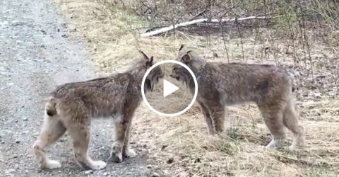 Lynxes screaming at each other is the most absurd noise you'll hear today (Video)