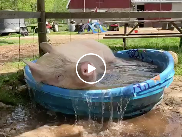 Pig Takes A Bath in the Summer Sun and Memorial Day weekend
