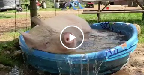 Pig Takes A Bath in the Summer Sun and Memorial Day weekend