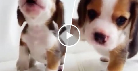 Adorable beagle puppy finds his howl (Video)