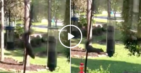 Squirrel Tries To Get Food From Bird Feeder and Fails