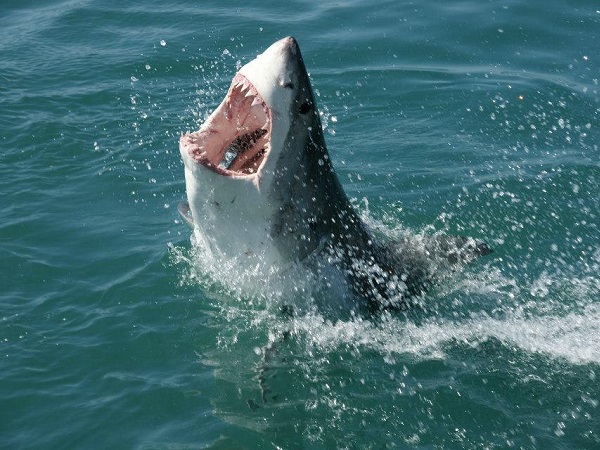 A Bloody Scary Look At Shark Attacks : Thechive