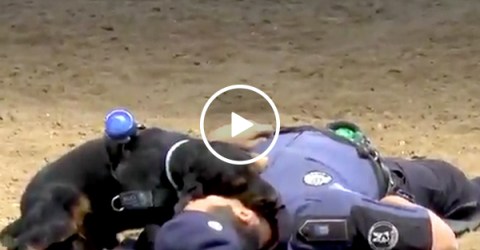 Adorable police dog attempts CPR to save handler (Video)