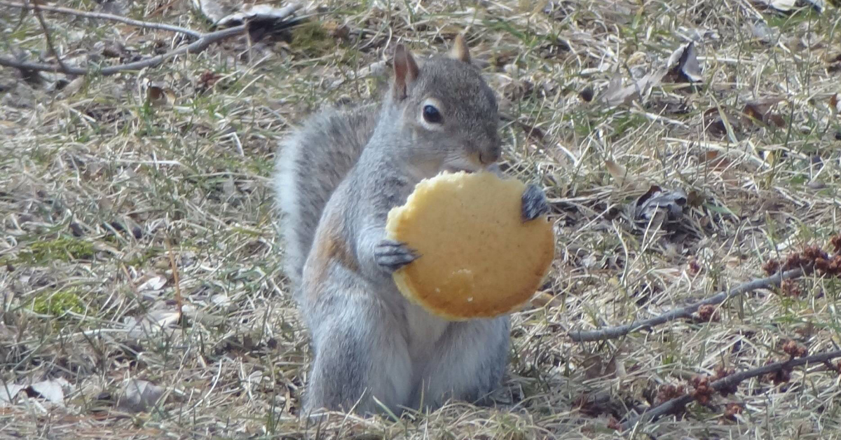 Squirrels Eating Unconventional Things