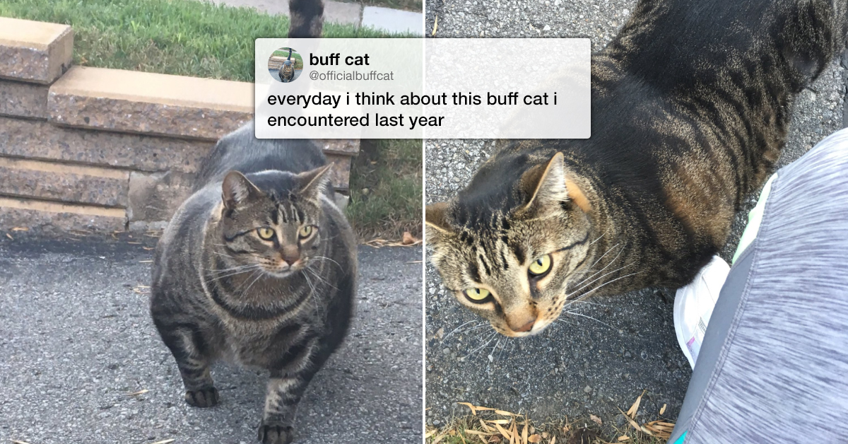 'Swol Cat' Is the Buff Cat The Internet Deserves