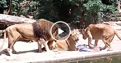 Lion Stalks and Kills A Bird In A Zoo and It's Wild