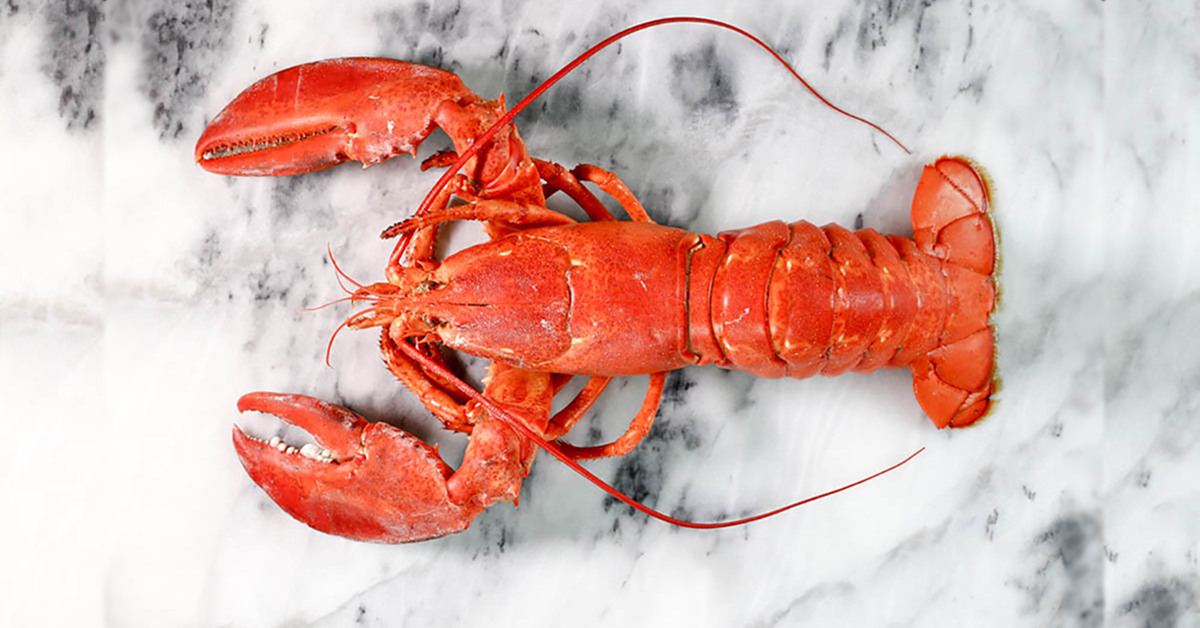 Lobsters Are Basically Immortal and Just Get Bigger as They Get Older