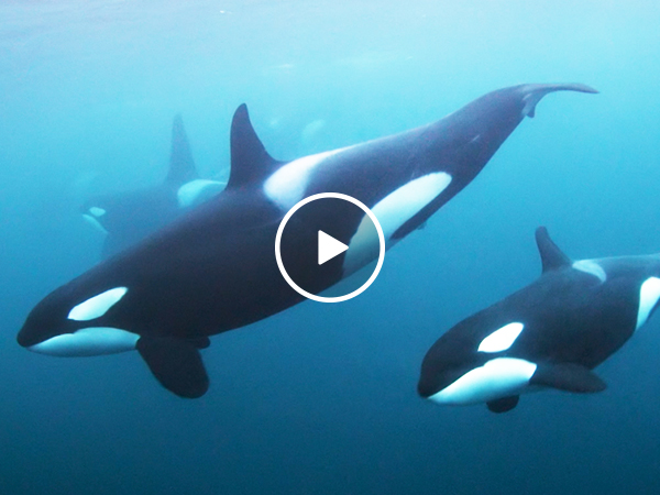 Curious killer whales check out divers (Video)