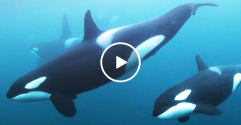 Curious killer whales check out divers (Video)