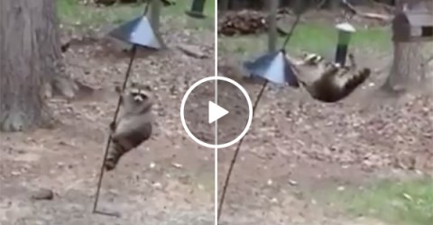Raccoon Shows Off His Parkour Skills and Steals from Bird Feeder