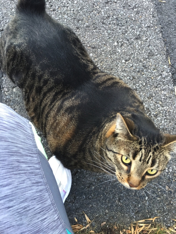 'Swol Cat' Is the Buff Cat The Internet Deserves