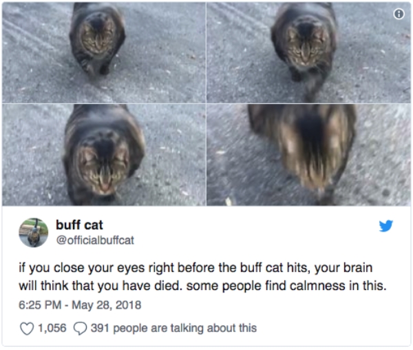'Swol Cat' Is the Buff Cat The Internet Deserves