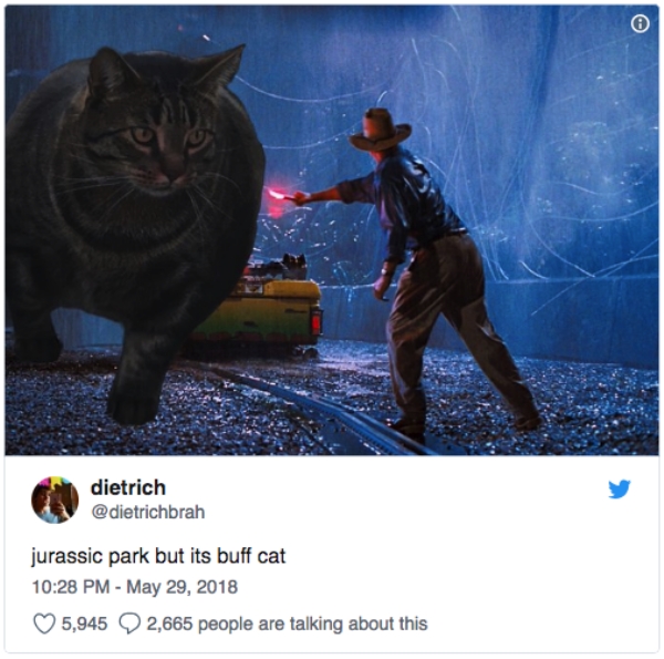 'Swol Cat' Is the Buff Cat The Internet Deserves