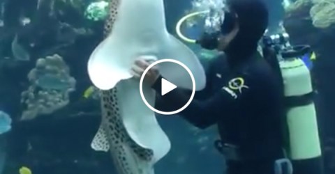 Affectionate zebra shark demands belly rubs from diver (Video)