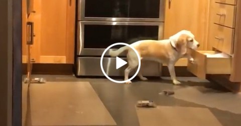 World's smartest beagle vs. shock mats (Video)