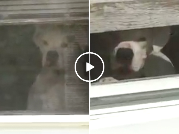 Dog Won't Let Owner Go Outside Without Following Her