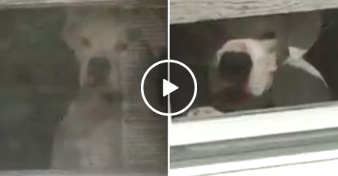 Dog Won't Let Owner Go Outside Without Following Her