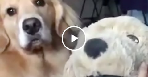 Dog Bites Stuffed Animal For Taking Attention Away From Owner