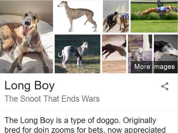 67 Dog Puns Which Will Pawsitively Make You Howl All Things Dogs