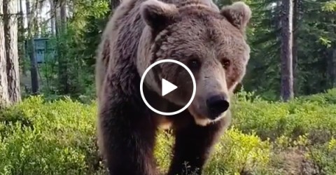 Camper Wakes Up To Massive Grizzly Bear Outside His Tent