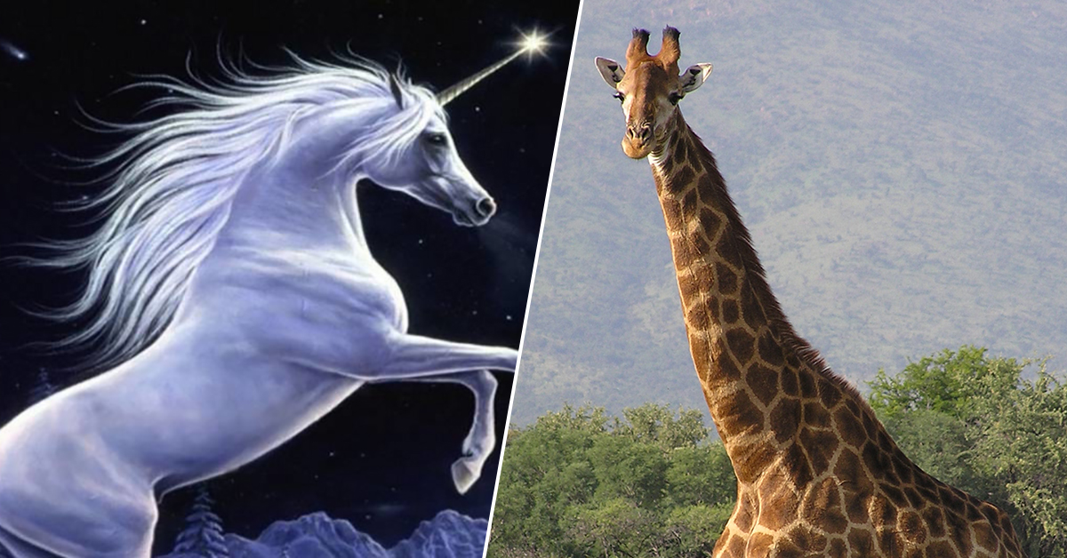 A Twitter Debate over Giraffes and Unicorns and Animals theCHIVE